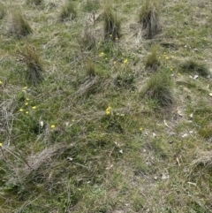 Ranunculus lappaceus at Aranda, ACT - 23 Sep 2023