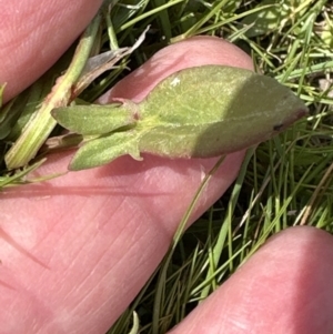 Rumex acetosella at Aranda, ACT - 23 Sep 2023