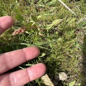 Rumex acetosella at Belconnen, ACT - 23 Sep 2023