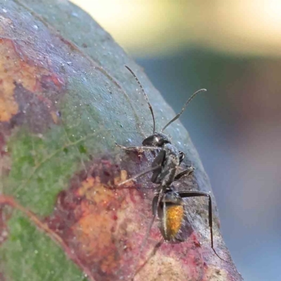 Camponotus aeneopilosus (A Golden-tailed sugar ant) at Turner, ACT - 18 Sep 2023 by ConBoekel