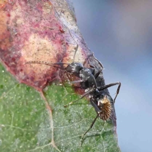Camponotus aeneopilosus at Turner, ACT - 18 Sep 2023
