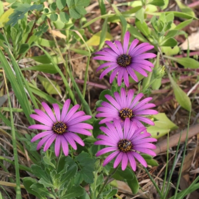 Dimorphotheca ecklonis (African Daisy) at Sullivans Creek, Turner - 18 Sep 2023 by ConBoekel