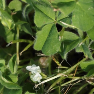 Trifolium subterraneum at Turner, ACT - 18 Sep 2023 04:11 PM