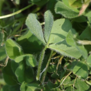 Trifolium subterraneum at Turner, ACT - 18 Sep 2023 04:11 PM