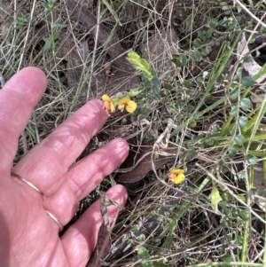 Bossiaea buxifolia at Aranda, ACT - 23 Sep 2023