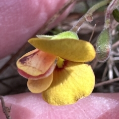 Bossiaea buxifolia at Aranda, ACT - 23 Sep 2023