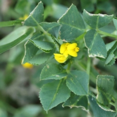 Medicago polymorpha (Burr Medic) at Sullivans Creek, Turner - 18 Sep 2023 by ConBoekel