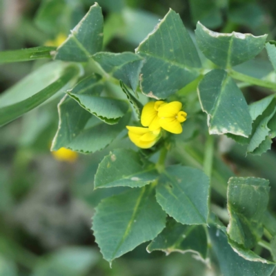 Medicago polymorpha (Burr Medic) at Turner, ACT - 18 Sep 2023 by ConBoekel