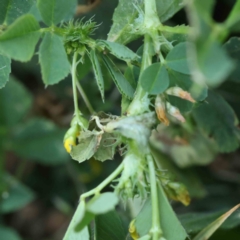 Medicago polymorpha at Turner, ACT - 18 Sep 2023