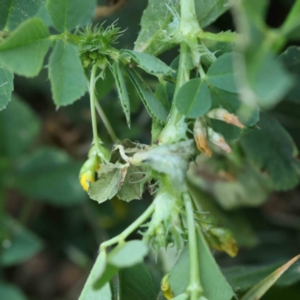 Medicago polymorpha at Turner, ACT - 18 Sep 2023 04:10 PM