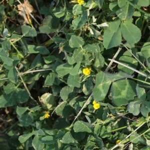 Medicago polymorpha at Turner, ACT - 18 Sep 2023