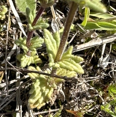 Parentucellia latifolia (Red Bartsia) at Belconnen, ACT - 23 Sep 2023 by lbradley