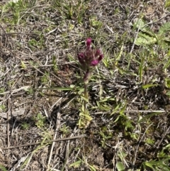 Parentucellia latifolia at Belconnen, ACT - 23 Sep 2023