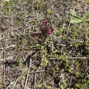 Parentucellia latifolia at Aranda, ACT - 23 Sep 2023 01:05 PM