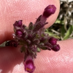 Parentucellia latifolia at Belconnen, ACT - 23 Sep 2023