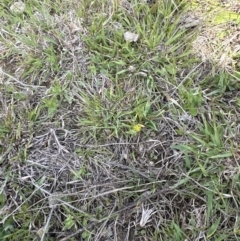 Triptilodiscus pygmaeus at Belconnen, ACT - 23 Sep 2023