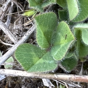 Trifolium subterraneum at Belconnen, ACT - 23 Sep 2023