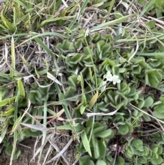 Trifolium subterraneum at Aranda, ACT - 23 Sep 2023