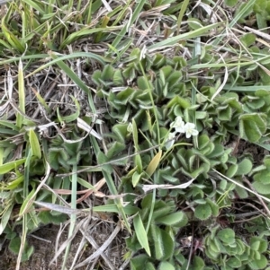 Trifolium subterraneum at Belconnen, ACT - 23 Sep 2023