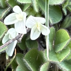 Trifolium subterraneum at Aranda, ACT - 23 Sep 2023