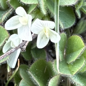 Trifolium subterraneum at Aranda, ACT - 23 Sep 2023