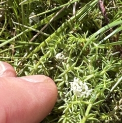 Asperula conferta (Common Woodruff) at Aranda, ACT - 23 Sep 2023 by lbradley