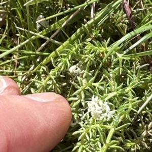 Asperula conferta at Aranda, ACT - 23 Sep 2023 01:27 PM