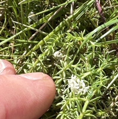 Asperula conferta (Common Woodruff) at Aranda, ACT - 23 Sep 2023 by lbradley