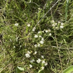 Asperula conferta at Aranda, ACT - 23 Sep 2023 01:27 PM