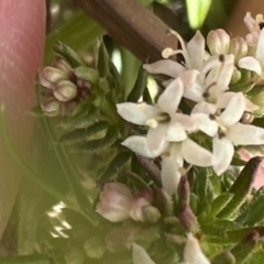 Asperula conferta at Aranda, ACT - 23 Sep 2023 01:27 PM