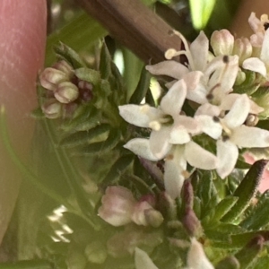 Asperula conferta at Aranda, ACT - 23 Sep 2023