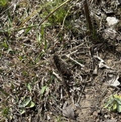 Anax papuensis (Australian Emperor) at Bungendore, NSW - 23 Sep 2023 by yellowboxwoodland