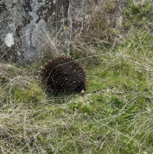 Tachyglossus aculeatus at Bungendore, NSW - 23 Sep 2023