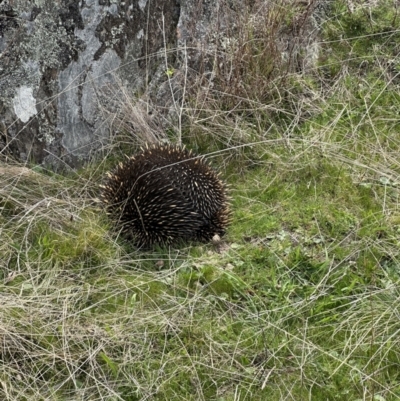 Tachyglossus aculeatus (Short-beaked Echidna) at QPRC LGA - 23 Sep 2023 by yellowboxwoodland