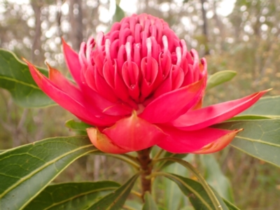 Telopea speciosissima (NSW Waratah) at Robertson, NSW - 23 Sep 2023 by plants