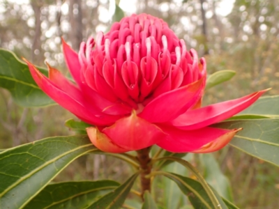 Telopea speciosissima (NSW Waratah) at Robertson, NSW - 22 Sep 2023 by plants