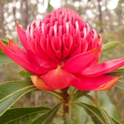 Telopea speciosissima (NSW Waratah) at Budderoo National Park - 22 Sep 2023 by plants