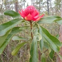 Telopea speciosissima at Robertson, NSW - suppressed