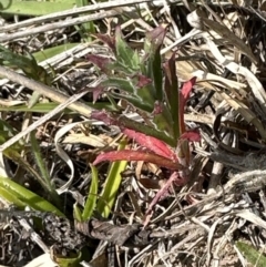 Epilobium sp. (A Willow Herb) at Aranda Bushland - 23 Sep 2023 by lbradley