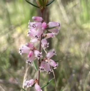 Lissanthe strigosa subsp. subulata at Wamboin, NSW - 23 Sep 2023