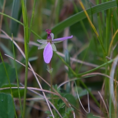 Erodium cicutarium (Common Storksbill, Common Crowfoot) at Higgins, ACT - 23 Sep 2023 by MichaelWenke