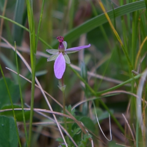 Erodium cicutarium at Higgins, ACT - 23 Sep 2023