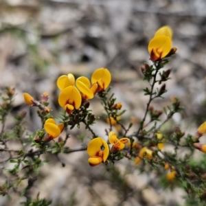 Pultenaea microphylla at Carwoola, NSW - 23 Sep 2023