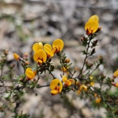 Pultenaea microphylla (Egg and Bacon Pea) at Cuumbeun Nature Reserve - 23 Sep 2023 by Csteele4