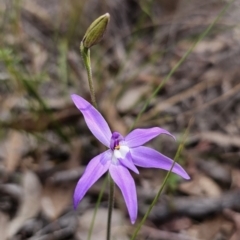 Glossodia major (Wax Lip Orchid) at Carwoola, NSW - 23 Sep 2023 by Csteele4