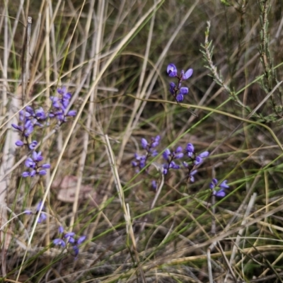 Comesperma volubile (Love Creeper) at Carwoola, NSW - 23 Sep 2023 by Csteele4