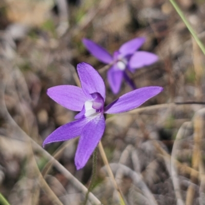 Glossodia major (Wax Lip Orchid) at Cuumbeun Nature Reserve - 22 Sep 2023 by Csteele4