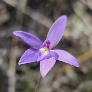 Glossodia major at Carwoola, NSW - 22 Sep 2023