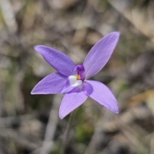 Glossodia major at Carwoola, NSW - 22 Sep 2023