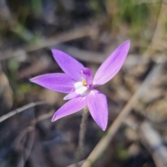 Glossodia major at Carwoola, NSW - 22 Sep 2023